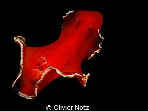 Spanish dancer at night dive. by Olivier Notz 